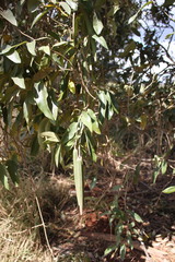 Parsonsia rotata