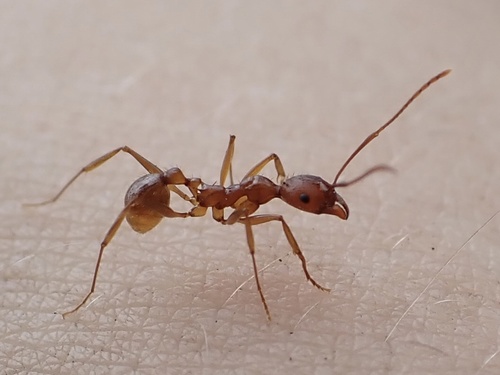 Aphaenogaster flemingi
