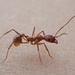 Fleming's Collared Ant - Photo (c) Eric Blomberg, some rights reserved (CC BY-NC-ND), uploaded by Eric Blomberg