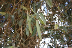 Parsonsia rotata