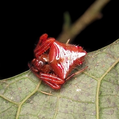 Verrucosa meridionalis