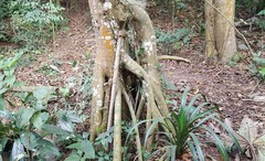 Cecropia pachystachya