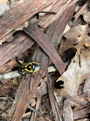 Chlorobapta frontalis