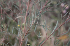 Pimelea neoanglica