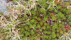 Epilobium rubro-marginatum