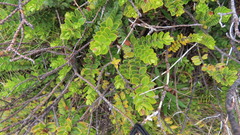 Veronica vernicosa
