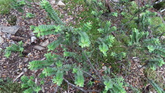 Veronica canterburiensis