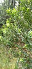 Veronica vernicosa