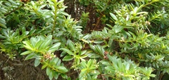 Veronica vernicosa