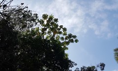Cecropia pachystachya