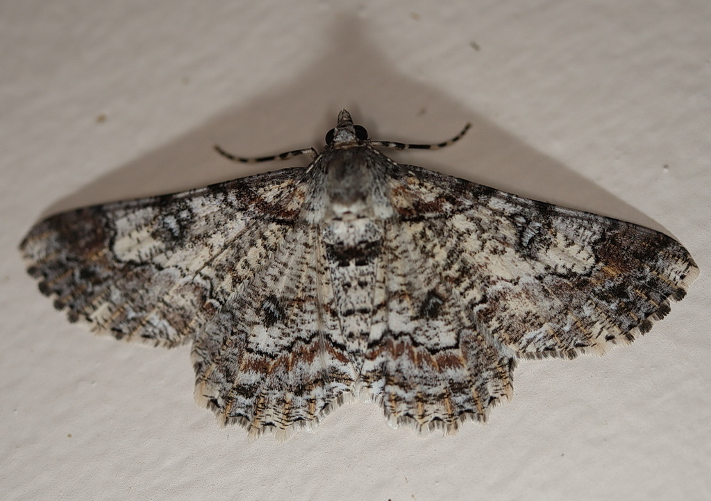 Cleora illustraria