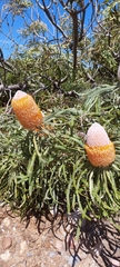 Banksia ornata