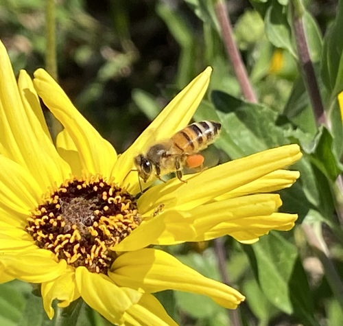 iNaturalist observation photo of Western Honey Bee