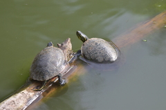 Chrysemys picta bellii