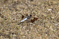Plathemis lydia