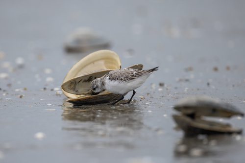 Bécasseau sanderling