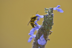 Bombus fervidus