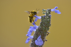 Bombus fervidus