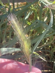 Hordeum murinum murinum