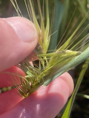 Hordeum murinum murinum
