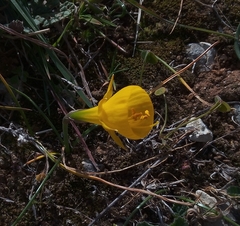 Narcissus obesus