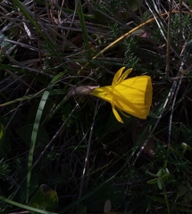 Narcissus obesus