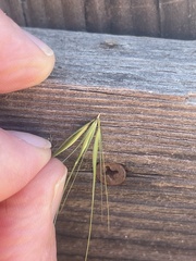 Hordeum murinum murinum