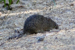 Sigmodon arizonae