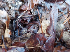Pseudopolydesmus canadensis