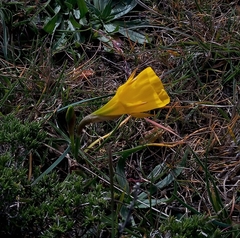Narcissus obesus