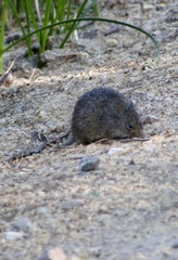 Sigmodon arizonae