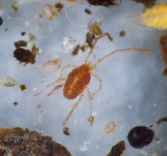Smarididae