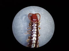 Scolopocryptops nigridius