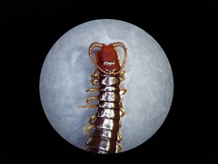 Scolopocryptops nigridius