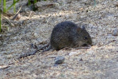 Sigmodon arizonae