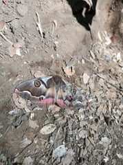 Polythysana rubrescens