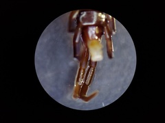 Scolopocryptops nigridius