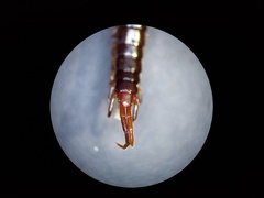 Scolopocryptops nigridius