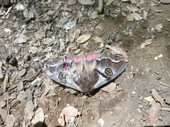 Polythysana rubrescens