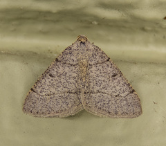 Digrammia muscariata