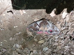 Polythysana rubrescens