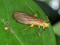 Anacroneuria