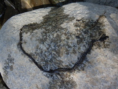 Thamnophis hammondii