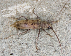 Brothylus gemmulatus