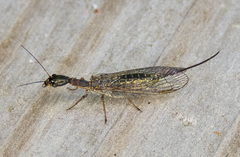 Raphidiidae