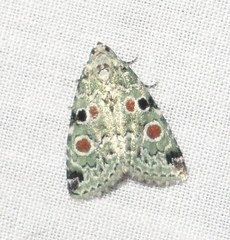 Maliattha concinnimacula