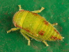 Iassinae