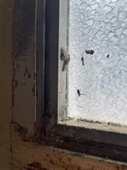 Evania appendigaster