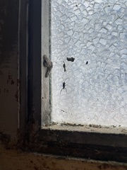 Evania appendigaster