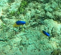 Pomacentrus caeruleus